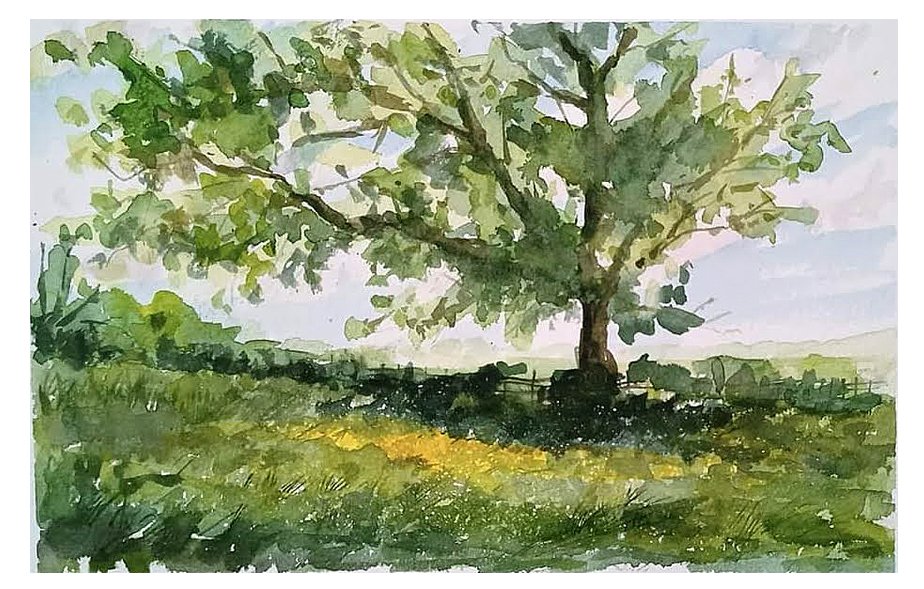 Buttercups near Ripley